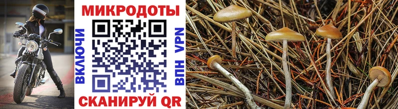 гидра сайт где найти Топки Псилоцибиновые грибы GOLDEN TEACHER